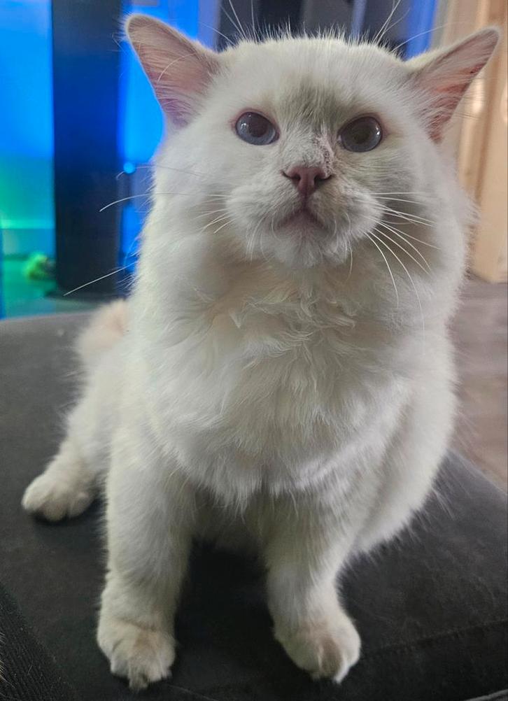 Ragdoll dekkater fawn mitted point met stamboom en getest, Dieren en Toebehoren, Katten en Kittens | Dekkaters, 0 tot 2 jaar