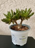 Vetplant Crassula ovata Hobbit, Huis en Inrichting, Ophalen, Vetplant, Halfschaduw, Minder dan 100 cm