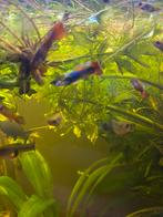 Guppen aquarium vissen, Dieren en Toebehoren, Vissen | Aquariumvissen, Vis