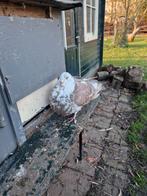 Kroppers, Vrouwelijk