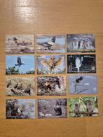 Cookeilanden 2018 roofvogels, Ophalen of Verzenden, Postfris, Dier of Natuur