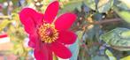 Dahlia knol, Tuin en Terras, Bloembollen en Zaden, Ophalen of Verzenden, Volle zon, Knol