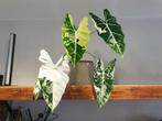 Alocasia Micholitziana Frydek Aurea Variegata, Ophalen of Verzenden, Overige soorten, Minder dan 100 cm