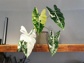 Alocasia Micholitziana Frydek Aurea Variegata beschikbaar voor biedingen