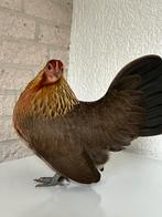 Hollandse kriel, Dieren en Toebehoren, Pluimvee, Meerdere dieren, Kip