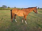 Pony, Dieren en Toebehoren, B, Ruin, 11 jaar of ouder, Recreatiepony