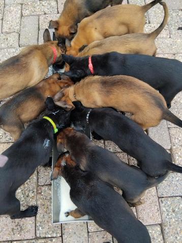 Mechelse herder pups beschikbaar voor biedingen