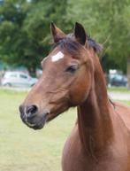 Leasepony/verzorgpony  aangeboden - super brave kinderpony, Ophalen of Verzenden