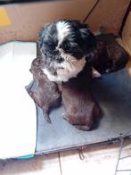 shih tzu, Dieren en Toebehoren, Honden | Chihuahua's en Gezelschapshonden, CDV (hondenziekte), 8 tot 15 weken, Eén hond, Nederland