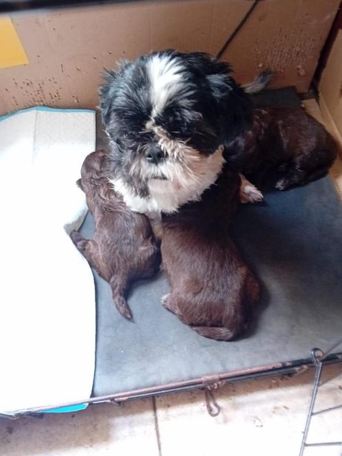 shih tzu, Dieren en Toebehoren, Honden | Chihuahua's en Gezelschapshonden, Reu, Overige rassen, Particulier, Eén hond, Nederland