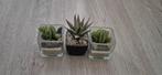 3 kleine plantjes #kaarsjes #decoratie, Ophalen, Zo goed als nieuw