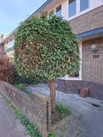 Conifeer, Tuin en Terras, Planten | Bomen, Ophalen, Bloeit niet, Halfschaduw, Overige soorten