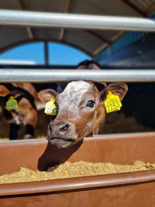 kalver hut hok box, Dieren en Toebehoren, Overige Dieren-accessoires, Nieuw, Verzenden