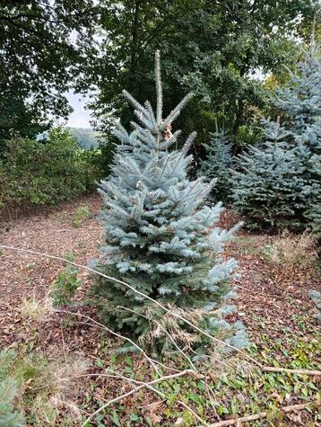 Kerstbomen straatversiering - kerstmarkten - versiering beschikbaar voor biedingen