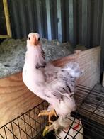 Brahma kuiken van 15 april, Dieren en Toebehoren, Pluimvee, Geslacht onbekend, Kip