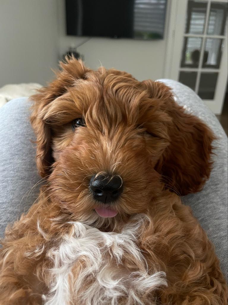 Autralian Labradoodle medium pups + stamboom verwacht 17-04, Dieren en Toebehoren, Honden | Herdershonden en Veedrijvers, Overige rassen