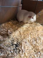Cavia zeugjes heb er zeven in wit en creme., Dieren en Toebehoren, Cavia, Vrouwelijk, Mei, Tam