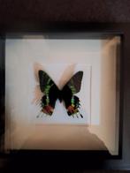 Opgezette Vlinder in Lijst. URANIA RIPHEUS, Verzamelen, Dierenverzamelingen, Ophalen of Verzenden, Nieuw, Insect, Opgezet dier