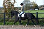 Talenvolle zwarte Welsh Cob allrounder, Dieren en Toebehoren, Pony's, Gechipt, M, 7 tot 10 jaar, Merrie
