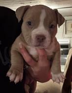 Pocket bully pup, Parvo, Overige rassen, 8 tot 15 weken, Meerdere