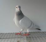 Kleurpostduif kleurpostduiven postduif kleurduif sierduif, Dieren en Toebehoren, Vogels | Duiven, Vrouwelijk, Postduif