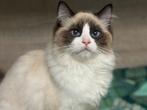 Ragdoll kittens met stamboom en geteste ouders, Meerdere dieren, Met stamboom, 0 tot 2 jaar