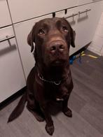 Lieve jonge bruine labrador te koop, Rabiës (hondsdolheid), Reu, 1 tot 2 jaar, Labrador retriever