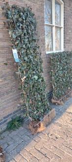 hedera haag kant en klaar, Ophalen, Overige soorten, Haag, 100 tot 250 cm