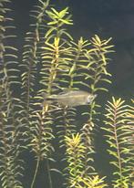 3 koperzalmpjes, Dieren en Toebehoren, Vis