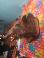 Opgezette zwijnenkop, Ophalen of Verzenden