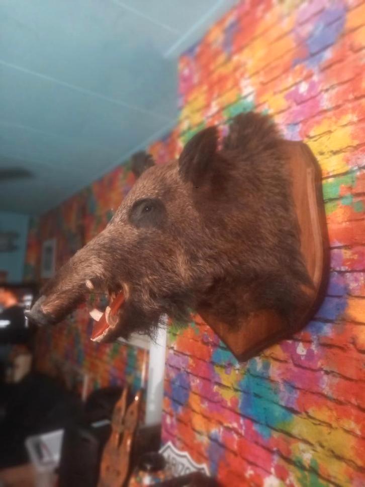 Opgezette zwijnenkop, Antiek en Kunst, Kunst | Beelden en Houtsnijwerken, Ophalen of Verzenden