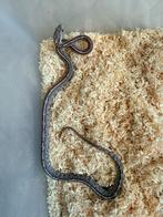 Rattenslang ( 1.0 ), Dieren en Toebehoren, Reptielen en Amfibieën, Slang, 0 tot 2 jaar