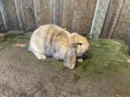 Te koop Franse Hangoor ram., Dieren en Toebehoren, Konijnen, Mannelijk, Groot, Hangoor, 0 tot 2 jaar