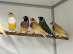 Gele gouldamadines - Chloebia gouldiae, Meerdere dieren, Tropenvogel, Geringd