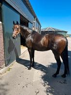 Te koop Johnson 16 jaar recreatie, Dieren en Toebehoren, Paarden, Merrie, Recreatiepaard