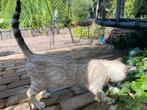 Bengaal Snow/Silver kittens beschikbaar €750 met  stamboom, Dieren en Toebehoren, Kater, Ingeënt