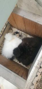 Broedeieren zijdehoen, Dieren en Toebehoren, Pluimvee, Geslacht onbekend, Kip