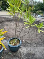 Oleander in pot, Overige soorten, 100 tot 250 cm, Zomer, Ophalen
