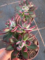 Pulvinata devotion, Huis en Inrichting, Kamerplanten, Ophalen of Verzenden, Halfschaduw, Minder dan 100 cm