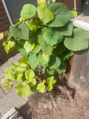 30 Jaar Oude Druif - Blauw beschikbaar voor biedingen