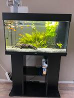 Aquarium(140L) met vissen te koop, Dieren en Toebehoren, Vissen | Aquaria en Toebehoren, Ophalen, Gebruikt, Gevuld zoetwateraquarium