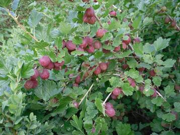 Te koop Kruisbessenstruik ( rood ), kroesels beschikbaar voor biedingen