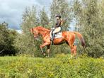 Lief recreatie paard, Merrie, B, 160 tot 165 cm, 11 jaar of ouder