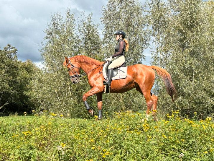 Lief recreatie paard, Dieren en Toebehoren, Paarden, Merrie, B, 160 tot 165 cm, 11 jaar of ouder, Recreatiepaard