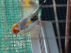 Distelvinken  putters, Dieren en Toebehoren, Meerdere dieren, Wildzangvogel