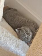 Britse korthaar katertje (Antwerpen), Kater, Ontwormd, 0 tot 2 jaar