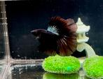 Betta Halfmoon Black Orchid, Dieren en Toebehoren, Vissen | Aquariumvissen, Vis