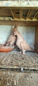 Koppel, Dieren en Toebehoren, Vogels | Duiven, Meerdere dieren, Overige soorten
