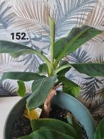 Musa dwarf cavendish - 15 euro, Ophalen of Verzenden, Overige soorten, Minder dan 100 cm