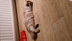 Neva masqurade, Dieren en Toebehoren, Katten en Kittens | Raskatten | Langhaar, Poes